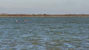 Les ailes de Camargue