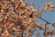 Sendai - Cerisiers en fleurs