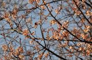 Sendai - Cerisiers en fleurs
