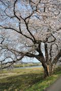 Cerisiers en fleurs - Un des plus gros cerisiers du Japon
