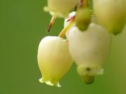 Essai macro : fleurs d'arbousier