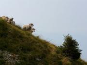 Moutons dans la montée