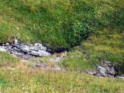 Marmotte près du Cormet de Roselend