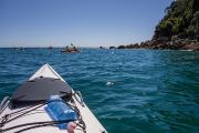 Kayak face à l'île Tonga pleine d'otaries